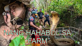 KING COBRANG NANG HAHABOL SA FARM NI MEYOR