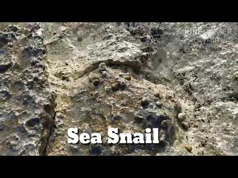 Sea Snail at Brega Area II Mediterranean Seashores