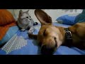 Dog Sleep Farting Makes Cat Angry