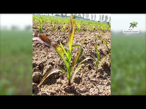 160. Feldexkursion: Aktuelles vom Maisbestand Teil 2 - NU Agrar, 01.07.2020