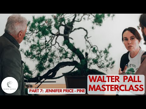 Scots Pine Bonsai: Fixing the 'Awkward Shape' (w/ Walter Pall)