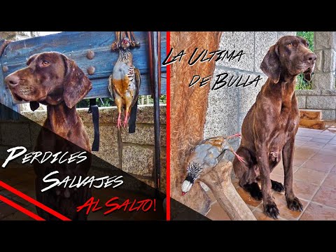 La 🅤🅛🅣🅘🅜🅐 Jornada de CAZA con mi Braco Aleman 🐶