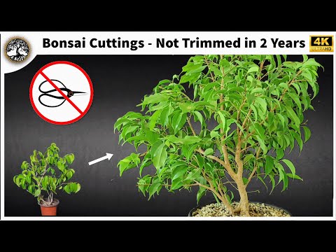 Ficus Benjamina Bonsai - Untouched for 2 years!