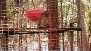 Monkey zoo myrtle beach, sc