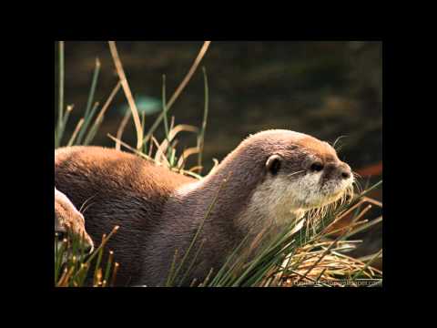 David Fanshawe - Tarka the Otter