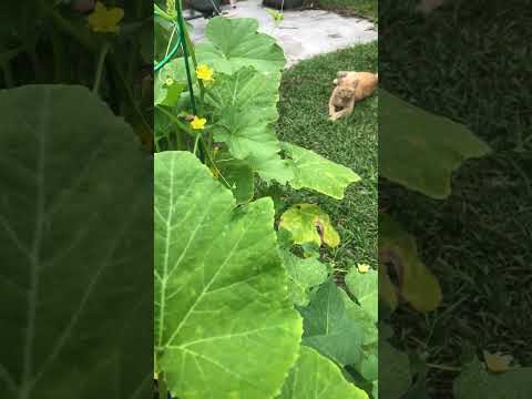 Cucumber and yellow squash