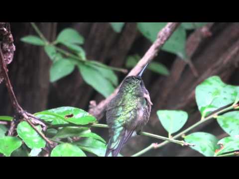 Male Ruby Throated Hummingbird Showing his colors