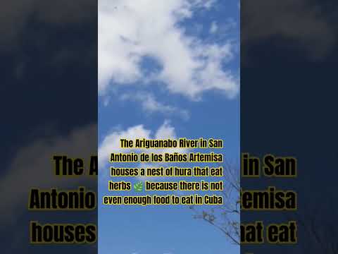 San Antonio de los Baños Artemisa Cuba houses a nest of hura that eat herbs 🌿