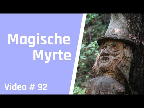 Myrte, Magie und Bonsai: eine faszinierende Reise in die Welt der Bonsai Bäume für Anfänger