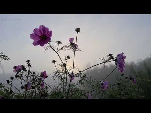 Misty Autumn sunrise with the last of the Summer's flowers