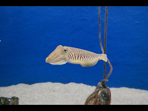 Trailer Sepia Andrea Hofer