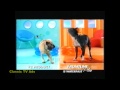 Frontine Plus Dog Commercial 2006