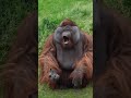 Cute Orangutan Blows Kisses