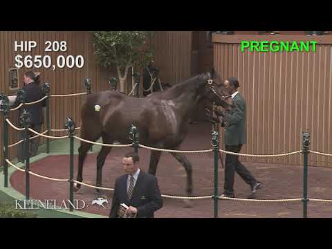 Conquest (IRE) Sells for $1.2 Million at Keeneland November