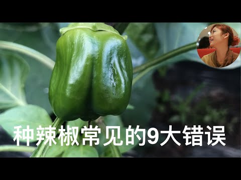 辣椒吊飾意思