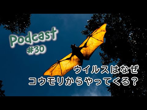 コウモリの中にさらに多くのコロナウイルスが潜んでいる:それは私たちにとって何を意味するのか