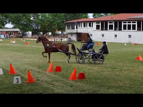 Fahrturnier Alfhausen 25.5.2019