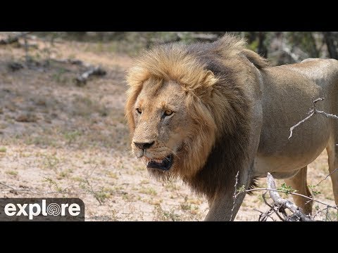 Africam Naledi Cat-EYE powered by EXPLORE.org