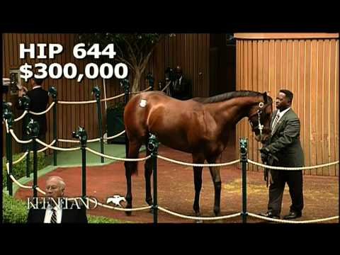 2007 September Yearling Sale - Reynaldothewizard Hip 644