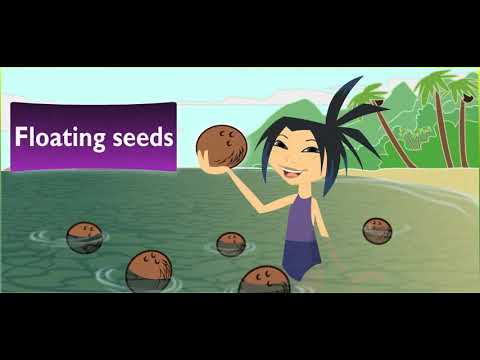 Scholastic - Study Jams - Plant Adaptations