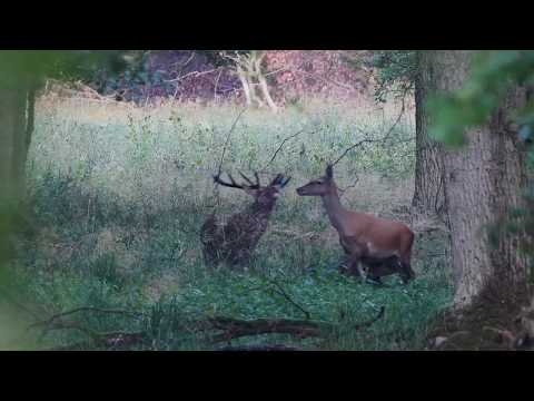 2018 08 26 morgens alter Brunftplatz  14Ender