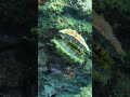 Moving In On A Giant Clam While Scuba Diving It Closes How Does It Know I M There Oceandivermu