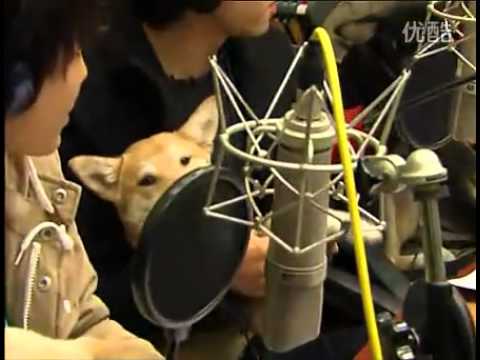 [Radio] - 120117 - Infinite introducing themselves and the puppies + talk @ Sůƙirα