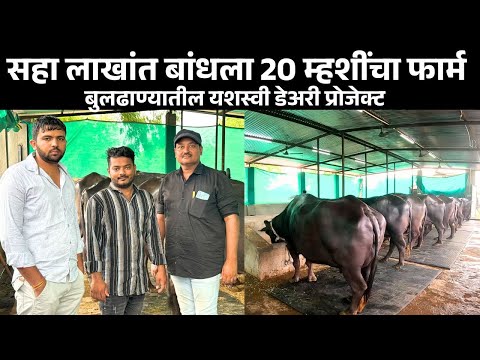 सहा लाखांत बांधला 20 म्हशींचा फार्म | बुलढाण्यातील यशस्वी डेअरी प्रोजेक्ट | Murrah Buffalo Farming