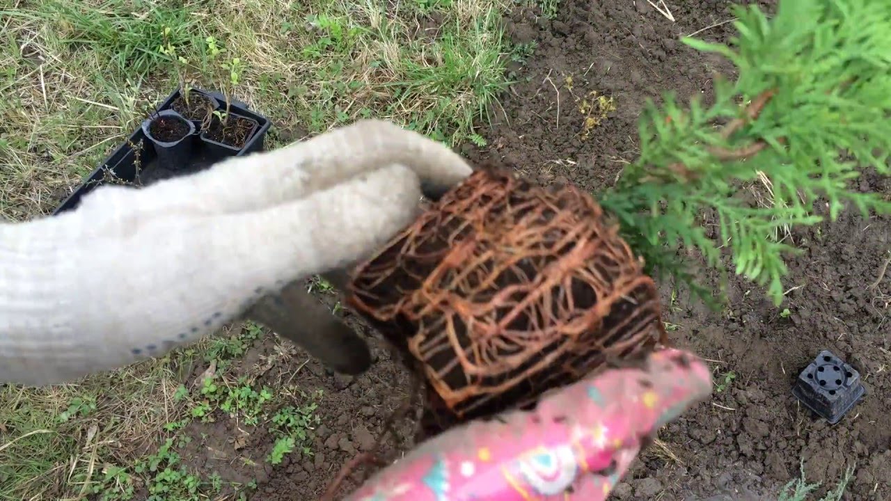 Туя западная Эльвангериана (Ellwangeriana)