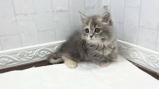 ミヌエットの動画01