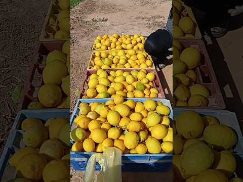 mashallah Saudi Arabia Al Qassim unaizah farmhouse 🇸🇦🇸🇦🇸🇦🇸🇦🇸🇦