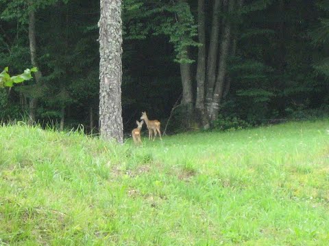Dunja Knebl & Roko Margeta - JELEN