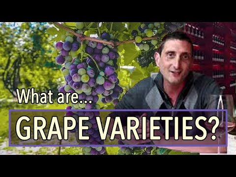 Wine Grape Types: What Are They and Why Do They Matter?