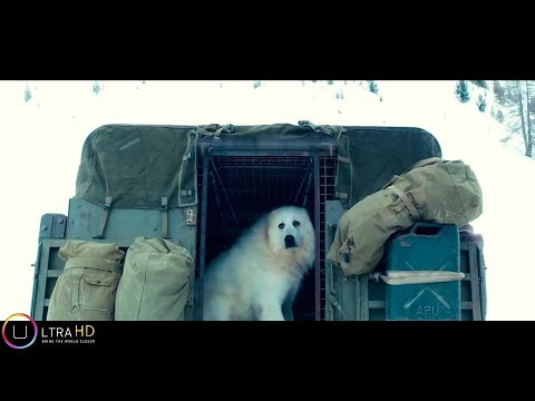 download lagu mp3 mp4 Belle Et Sebastien 3 A Telecharger, download lagu Belle Et Sebastien 3 A Telecharger gratis, unduh video klip Belle Et Sebastien 3 A Telecharger