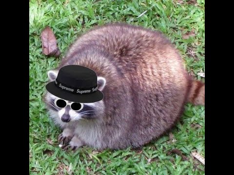 Supreme Trash Panda Intro (Original)