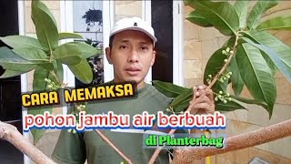 Download lagu How to force a water apple tree to bear fruit in a planter bag mp3