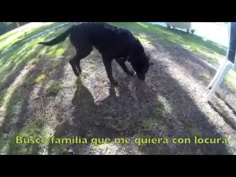 MORAIMA en adopción