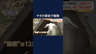「かわいくて癒やされる」 四ツ谷駅前でヤギが“勤務中”