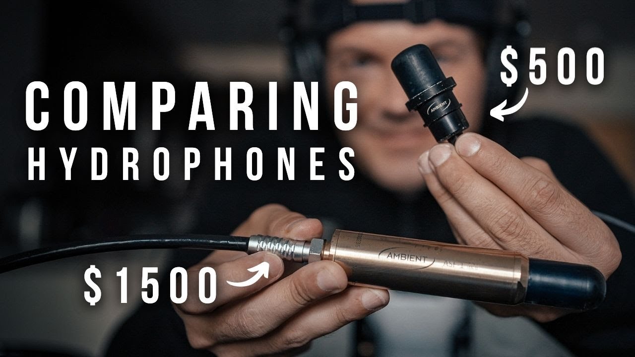The $1500 vs $500 hydrophone test: which one comes out on top?