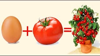 uovo pomodoro e un po di terra, uniscili ed il risultato ti sorprenderà