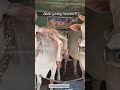 Sapi Tanduk 3 Ngeri Dan Seremm
