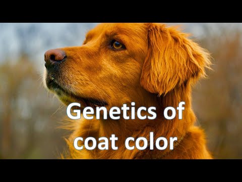 Color genetics in domestic animals