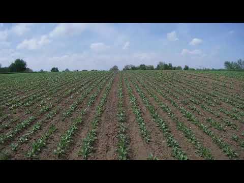 Zuckerrüben Saison 2019 in Basel