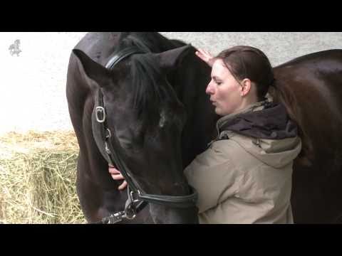 Pferdeosteopathische Behandlung Teil 1/2