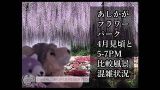 【5分まとめ】見頃と時間帯比較🇯🇵4月中旬栃木県あしかがフラワーパーク.大人気定番観光