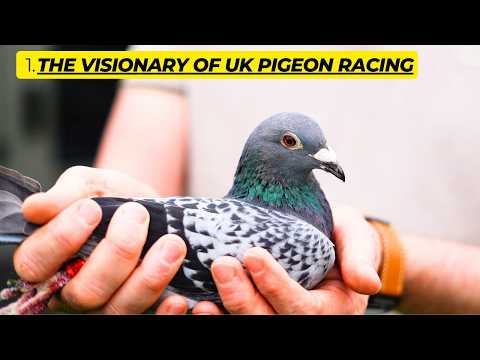 Barcelona Racing Pigeon Winners 2020–2025 | Secrets Finally Revealed