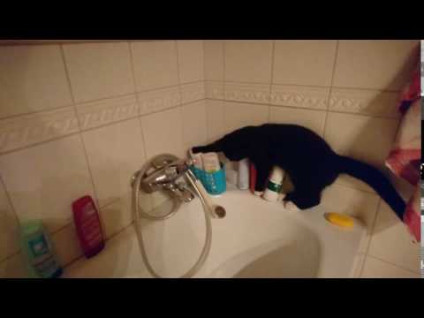 The cat Knut falls into the bathtub