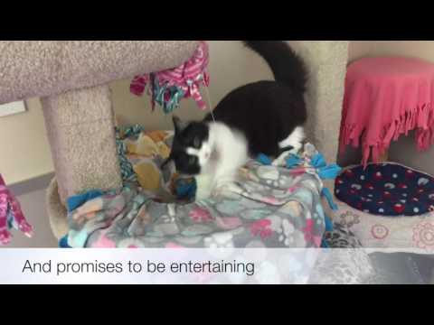 Fearless Phil, The Booger of A Cat We Can't Get Enough Of.