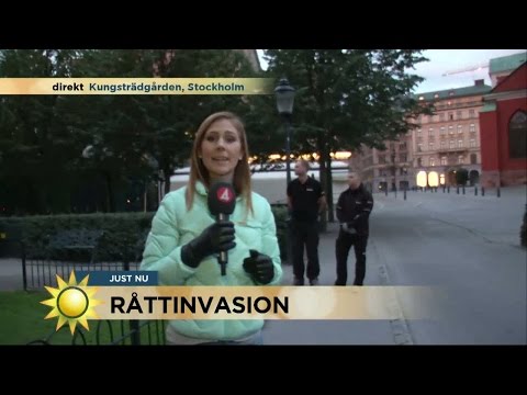 Maria Forsblom bekämpar råttor - Nyhetsmorgon (TV4)