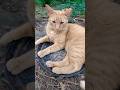 Cute Orange Tabby Waiting For His Dinner Shorts